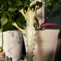 ユーフォルビア ホワイトゴースト,観葉植物,植物のある暮らし,HC産,部屋の画像