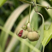 オリーブ,マユミ,モッコク,出先で見つけた植物,庭の画像