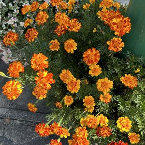 マリーゴールド,花が好き,無農薬❤家庭菜園,野菜が好き,庭の画像