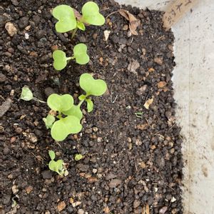 ルッコラ ロケット,金町小蕪,美笹えんどう,プランター野菜,育てて食べるの画像