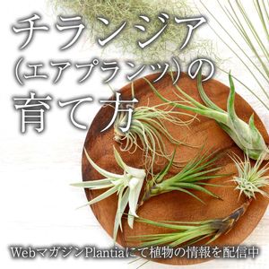 チランジア,エアプランツ,観葉植物,緑のある暮らし,植物のある暮らしの画像