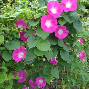 小さな花壇,秋の気配,フェンスの画像