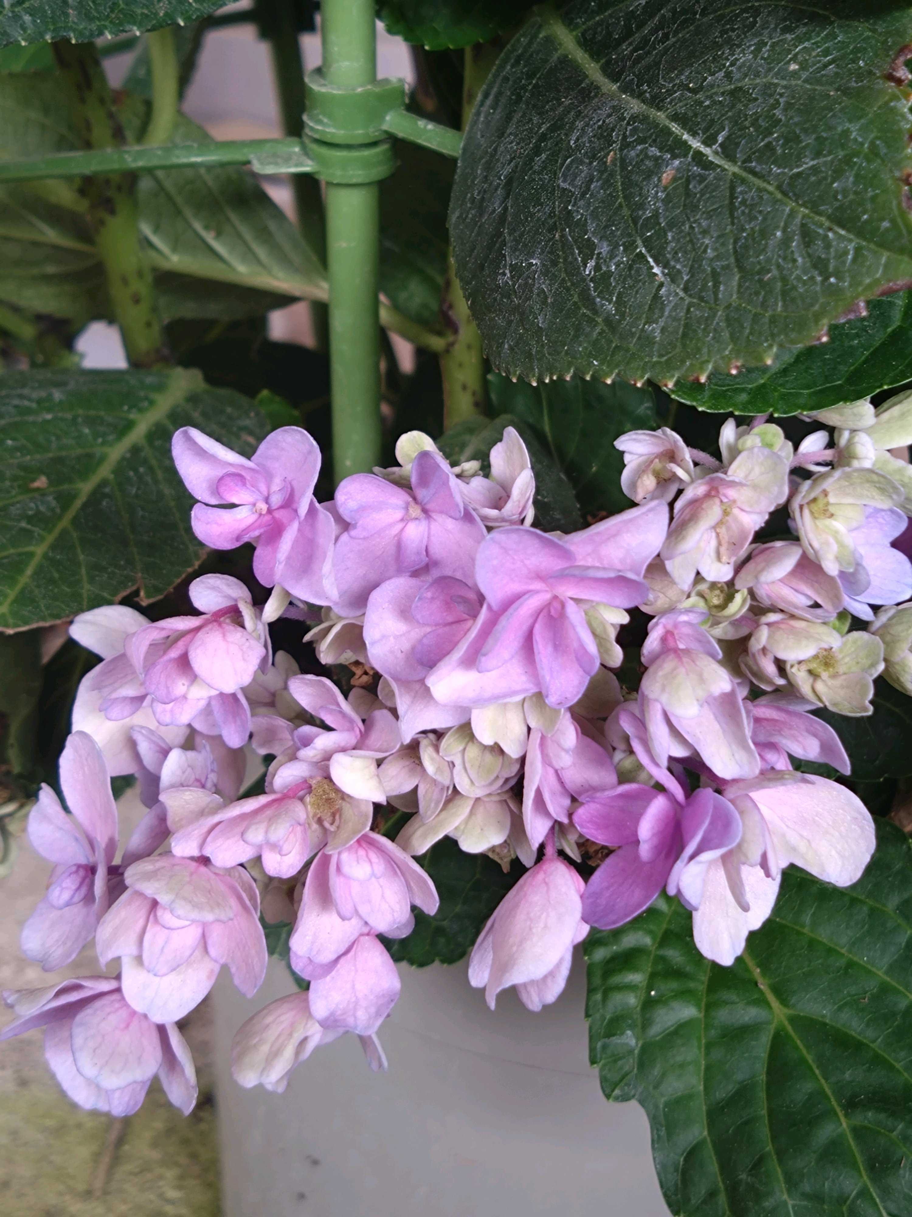 アエオニウム ロスコフ錦の一覧｜🍀GreenSnap（グリーンスナップ）