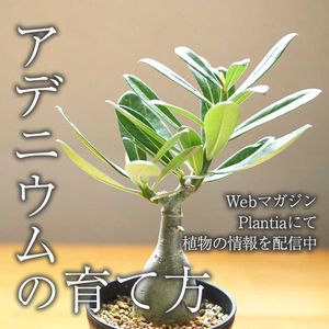 アデニウム,観葉植物,塊根植物,ガーデニング,コーデックスの画像