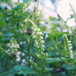 大葉,プランター野菜,小さい花,ミラーレス一眼の画像