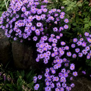 アスター,アスター,マイガーデン,庭の宿根草,北海道の画像