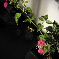 オシロイバナ,ミラビリス・ジャラパ,多肉植物,塊根植物,神奈川タニラーの画像