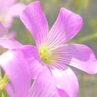カタバミ,お花,ピンクの花,ピンクのお花,ピンクの花♡の画像