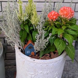 ケイトウ,サントリナ 雪のサンゴ礁,寄せ植え,ガーデニング,花のある暮らしの画像