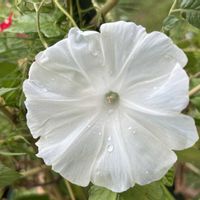 アサガオ,シジミチョウ,楽しみ〜,花のある暮らし,小さな幸せ♡の画像