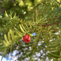 イチイ,山野草の画像