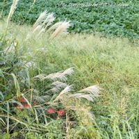 ススキ,彼岸花,やさしさに包まれて,✢ふこポエム✢の画像