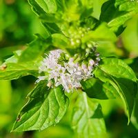 ニホンハッカ,白い花♡,虫除けハーブ,清涼感のある花,白い水曜日♡の画像