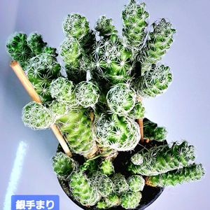 銀手毬,銀てまり,ダイソー,植物男子ベランダー,さぼてんの画像