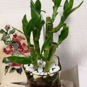 バンブー,バンブー,バンブー,観葉植物,ハイドロカルチャーの画像