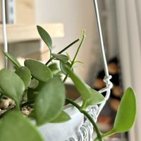 ディスキディア,ディスキディア,観葉植物,初心者の画像