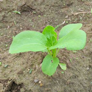 ちんげん菜,自家製野菜,栽培記録,農業女子,おうち園芸の画像