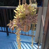 朧月,多肉植物 寄せ植え,蔓万年草,頂き物,いやし系の画像