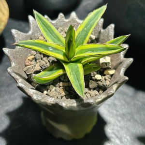 アガベ,笹の雪錦鮮明黄覆輪,多肉植物,観葉植物,植木鉢の画像