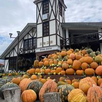 ユウガオ,バターナッツかぼちゃ,夏野菜たち,ハロウィン カボチャ,かんぴょうの画像