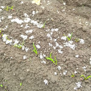 春菊,ほうれん草,自家製野菜,栽培記録,農業女子の画像