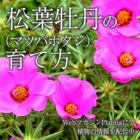 マツバボタン,花壇,ガーデニング,花のある暮らし,緑のある暮らしの画像