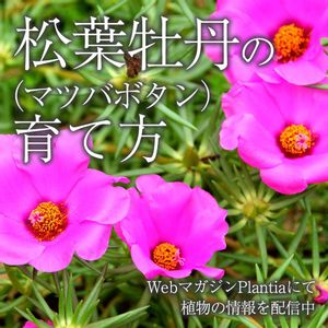 マツバボタン,花壇,ガーデニング,花のある暮らし,緑のある暮らしの画像