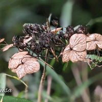 アジサイ,紫陽花,柿の木,柏葉紫陽花,秋の訪れの画像