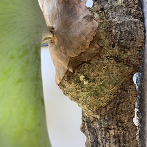 ビカクシダ ウィリンキー,子株,成長記録,グリーンのある暮らし,植物のある暮らしの画像