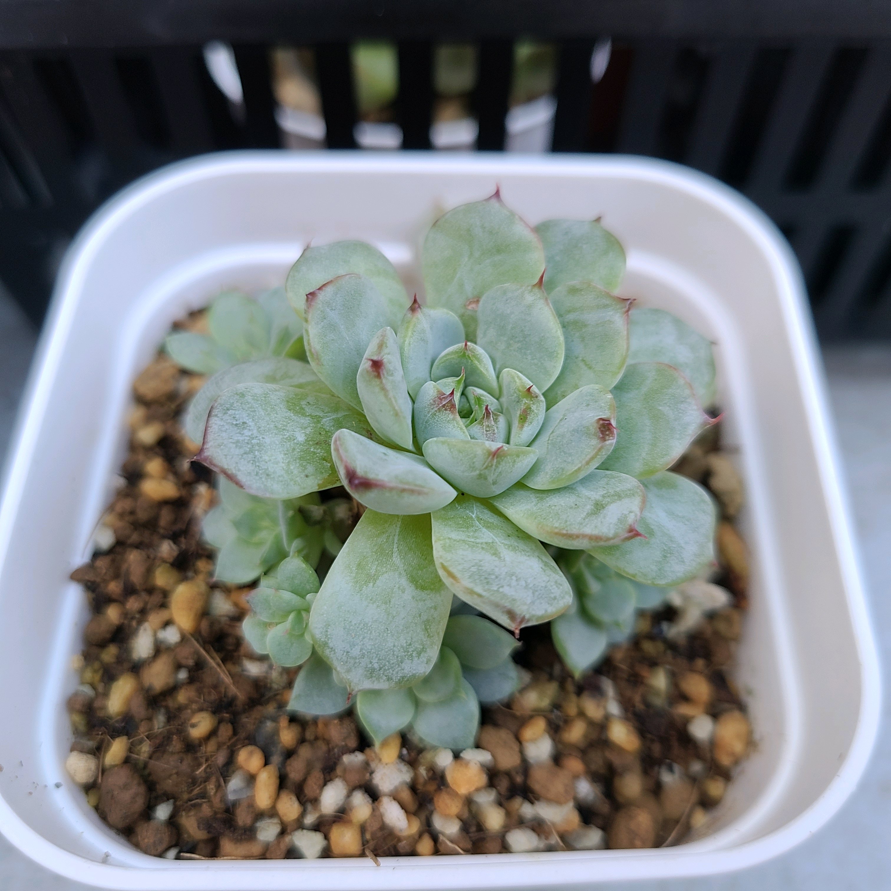 ブルーミニマの成長記録💜❤️｜🍀GreenSnap（グリーンスナップ）