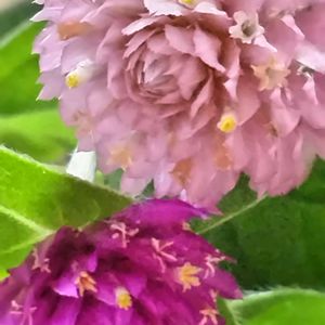 センニチコウ,切り花,花のある暮らし,心穏やか,キッチンの画像