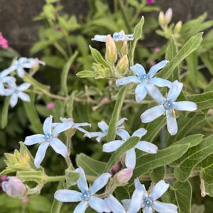 種採取,お花大好き,アプローチの画像