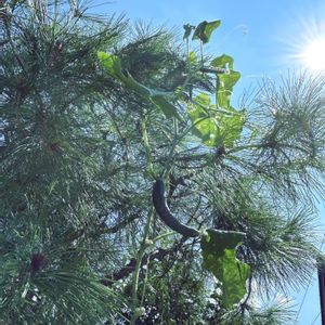 キュウリ,優しい気持ち,チーム岐阜,ニョロン(26日)の日,秘密の花園♡の画像