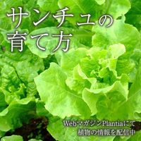 サンチュ,ガーデニング,植物のある暮らし,肥料,ハイポネックスの画像