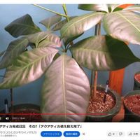 パキラ,パキラ・アクアティカ,観葉植物,植え替え,インテリアグリーンの画像