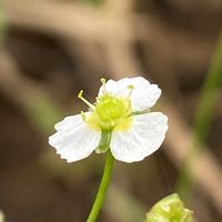 オモダカ,サジオモダカ,山野草の画像