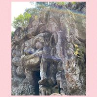 リコリス,リコリス,変化朝顔,バラ 真夜,あさがおの画像