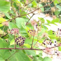 イタドリ,ウド,山野草,かわいい花,富士見台高原の画像