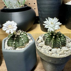 サボテン,観葉植物,ダイソー,サボテン科,サボテンの花の画像