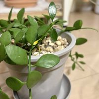 ディスキディア,観葉植物,初心者の画像