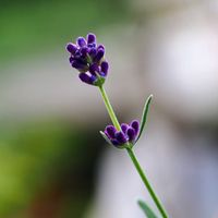 イングリッシュラベンダー,日光浴,仲良し,花のある暮らし,おうち園芸の画像