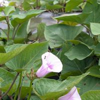 バタフライビー,ハーブティー,畑の花,蔵出し画像の画像