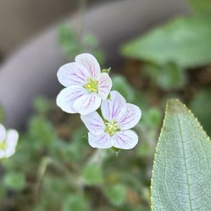 鉢植え,カラーリーフ,可愛い,山野草,シェードガーデンの画像