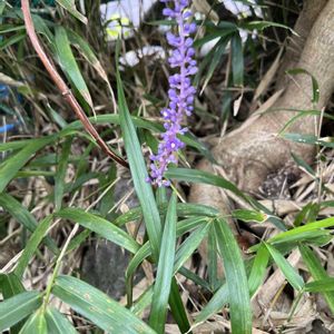 寄せ植え,植木鉢,今年も,秋ですねー,玄関アプローチの画像