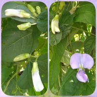四角豆,うりずん豆（四角豆）,心に笑顔の花を,金曜日の蕾たちの画像