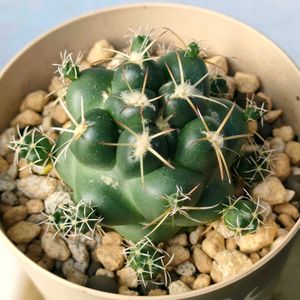 サボテン,翠冠玉,ダイソーサボ,Mammillaria guelzowiana,多肉植物の画像