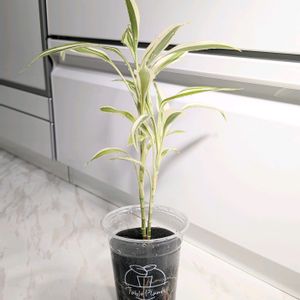 ,ドラセナ・サンデリアーナ,Table Plants ドラセナ (テーブルプランツ) ,水耕栽培,テーブルプランツの画像