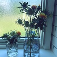 ベニバナ,花のある暮らしの画像