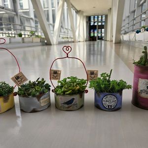 アナベル,多肉植物いろいろ,多肉植物いろいろ,ヒマラヤ杉 シダーローズ,輪ッしょい!プロジェクトの画像