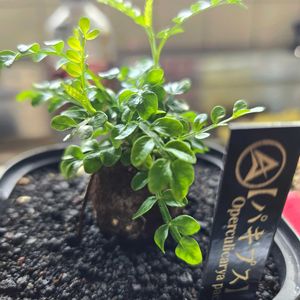 多肉植物,観葉植物,楽しい,DIY,自然の画像